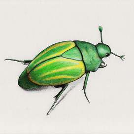 Зеленый скарабей