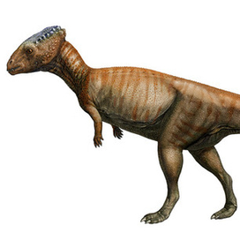 Персонажи Homalocephale (динозавры)