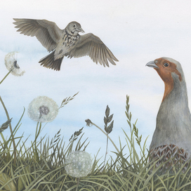 Оранжевое горлышко