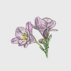 Freesia