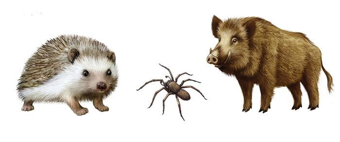 Зверюшки для детской энциклопедии