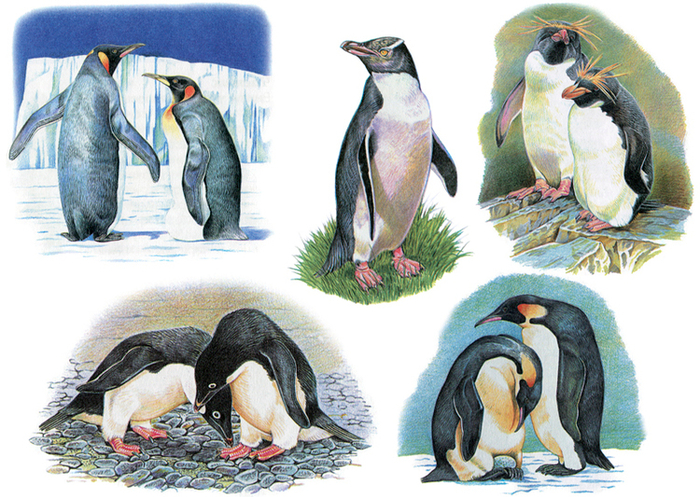 Пингвины