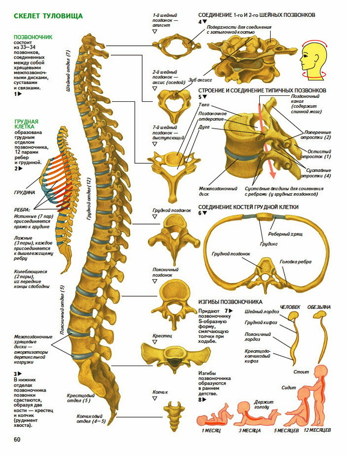 анатомия человека. позвоночник