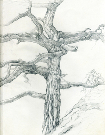 Старая сосна