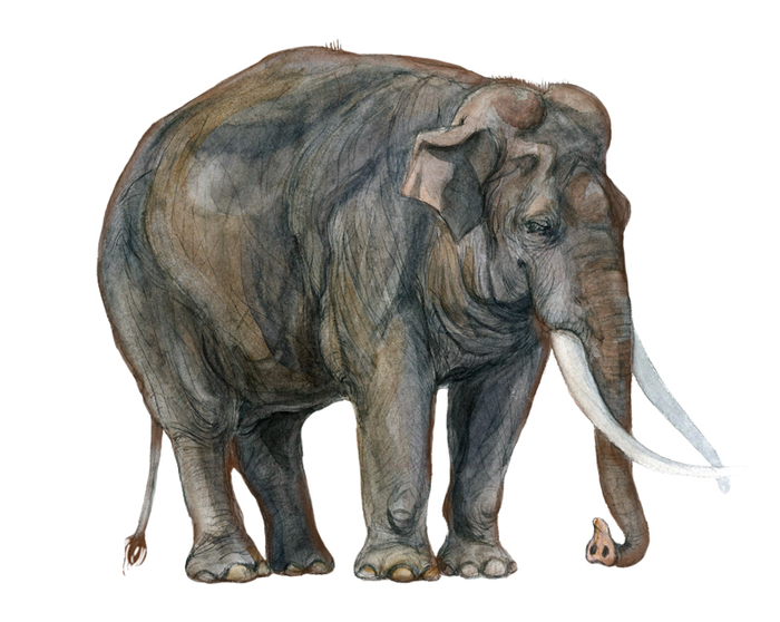 Азиатский слон, самец