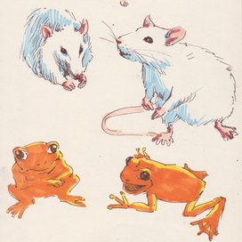 Крысы и лягушки