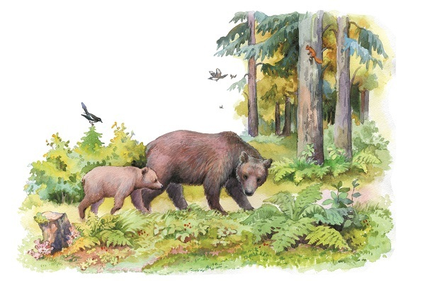  Уводит медвежонка