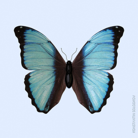 Бабочка Morpho Deidamia