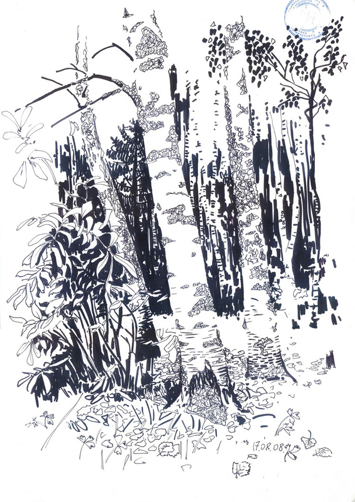 Мох на берёзах