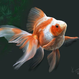 Вуалехвост