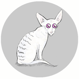 котик породы корниш-рекс