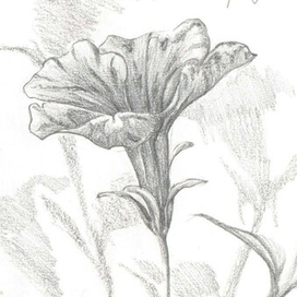 Петунья. Графический скетч