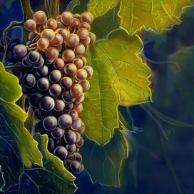 grapes, grapes