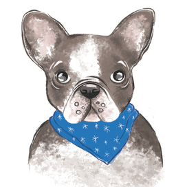 Французский бульдог