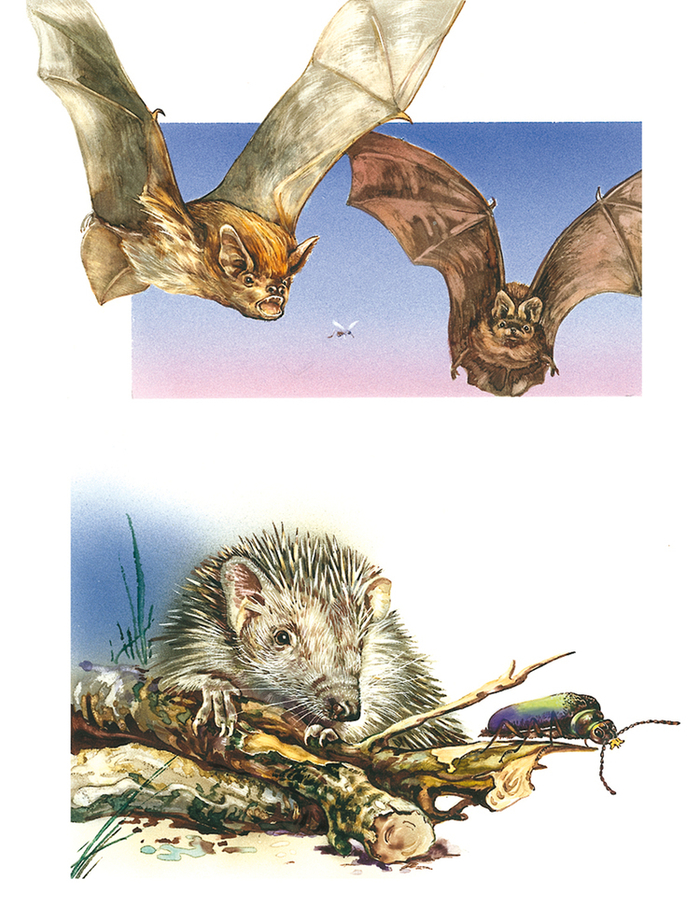 иллюстрация к природоведению