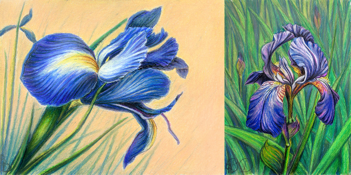 Ирисы
