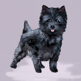 Керн терьер