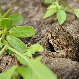 лягушка-норушка