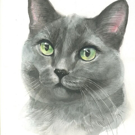 Портрет котика