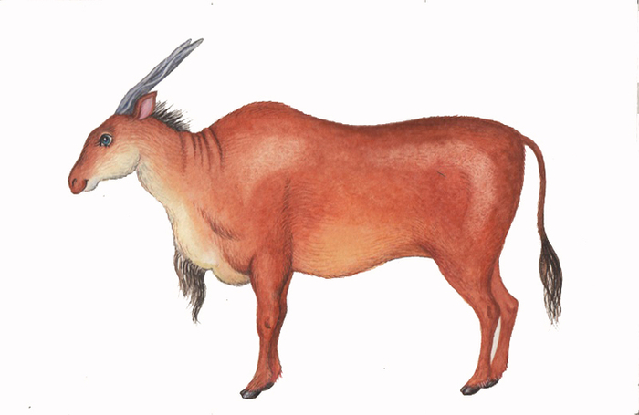 Антилопа-канна