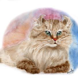 Американский керл