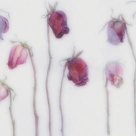 сухие цветы