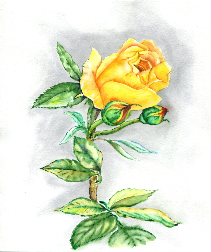 Жёлтая роза