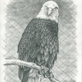 В неволе орел молодой...