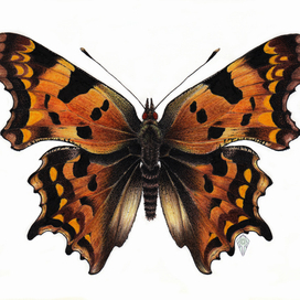 Углокрыльница с-белое (Polygonia c-album)