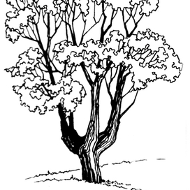 очень одинокое дерево