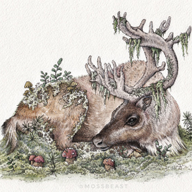 Дикий Северный Олень