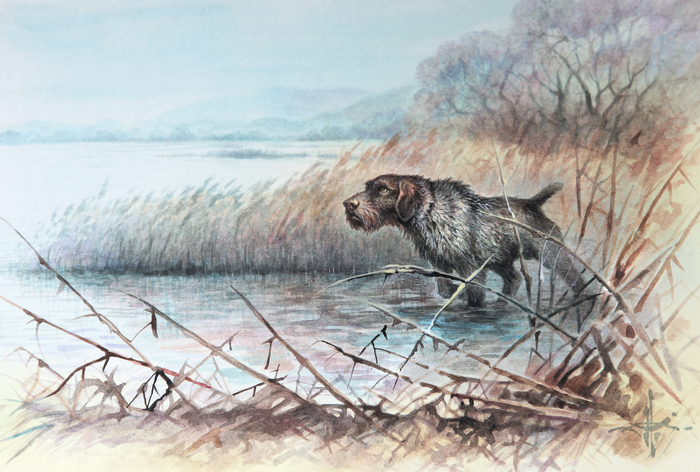 Подружейные собаки. Немецкая жесткошерстная легавая - дратхаар.