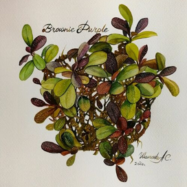 Буцефаландра. Растение. Ботаника