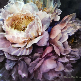 Пионы на темном фоне