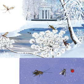 Зимние комарики и их друзья.