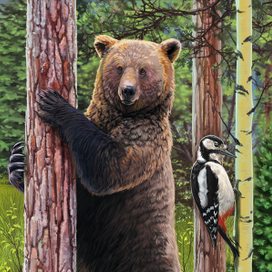 Бурый медведь