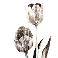 tulips