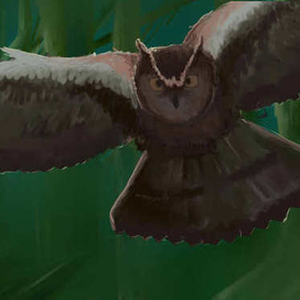 Owl