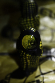 бродячая луна...