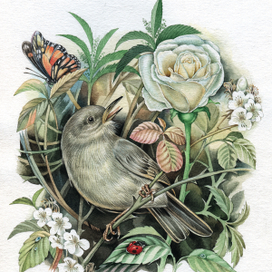 Илюстрация к Жабе и Розе