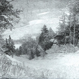 Лесная даль