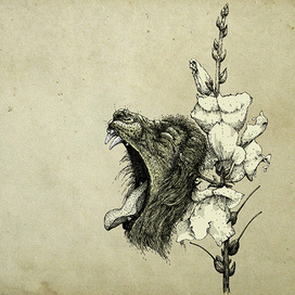 Antirrhinum (Львиный зев)