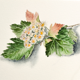 Ботаника цветущая веточка