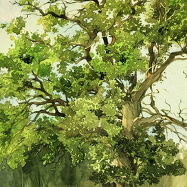 «Старый дуб»