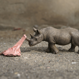 Среда обитания