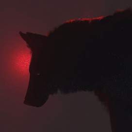 | Фрагмент из процесса работы над анимацией волка |