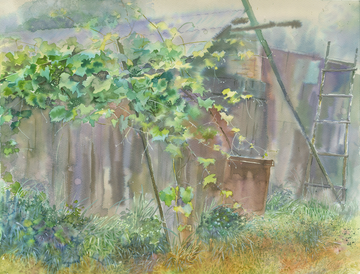 Старый сарай с виноградной лозой