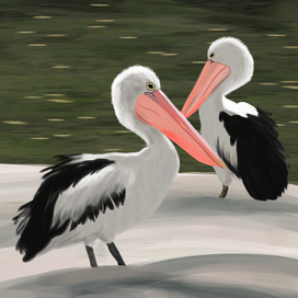 Карточки птиц «Пеликан» 
