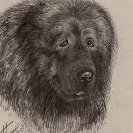 Кавказская овчарка