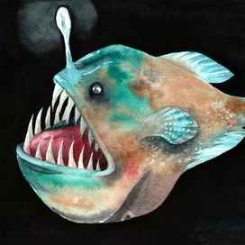 Рыба Удильщик